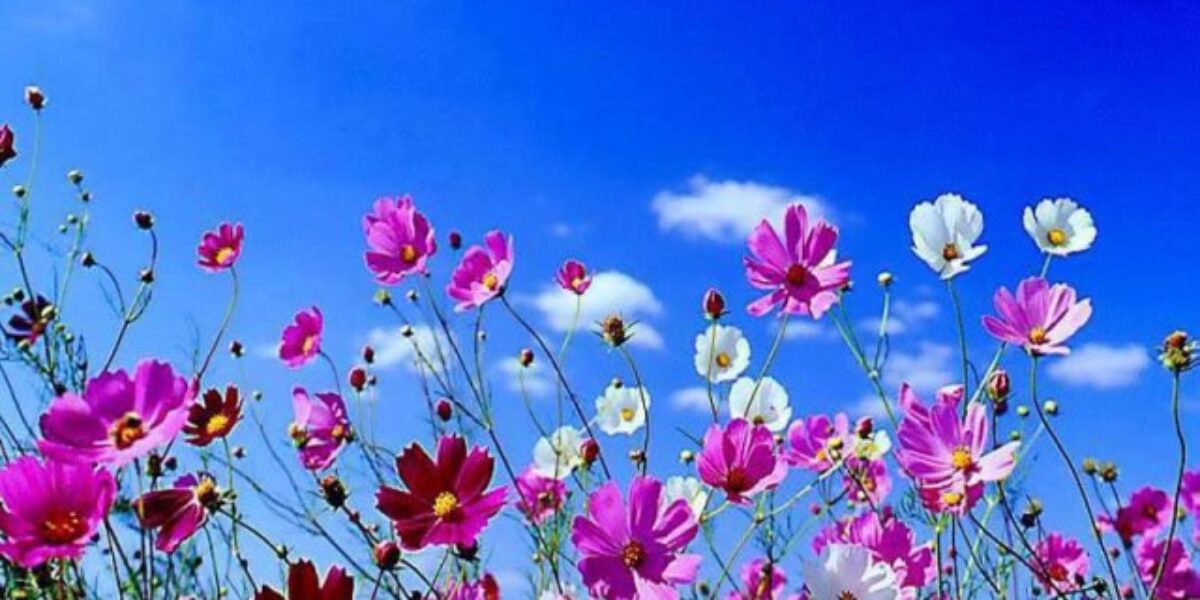 Primavera 2015